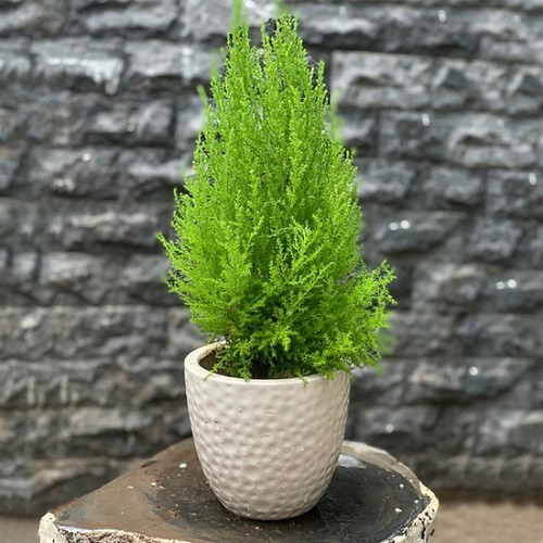 Hanoians keen to buy fresh pine trees as Christmas comes near - ảnh 9